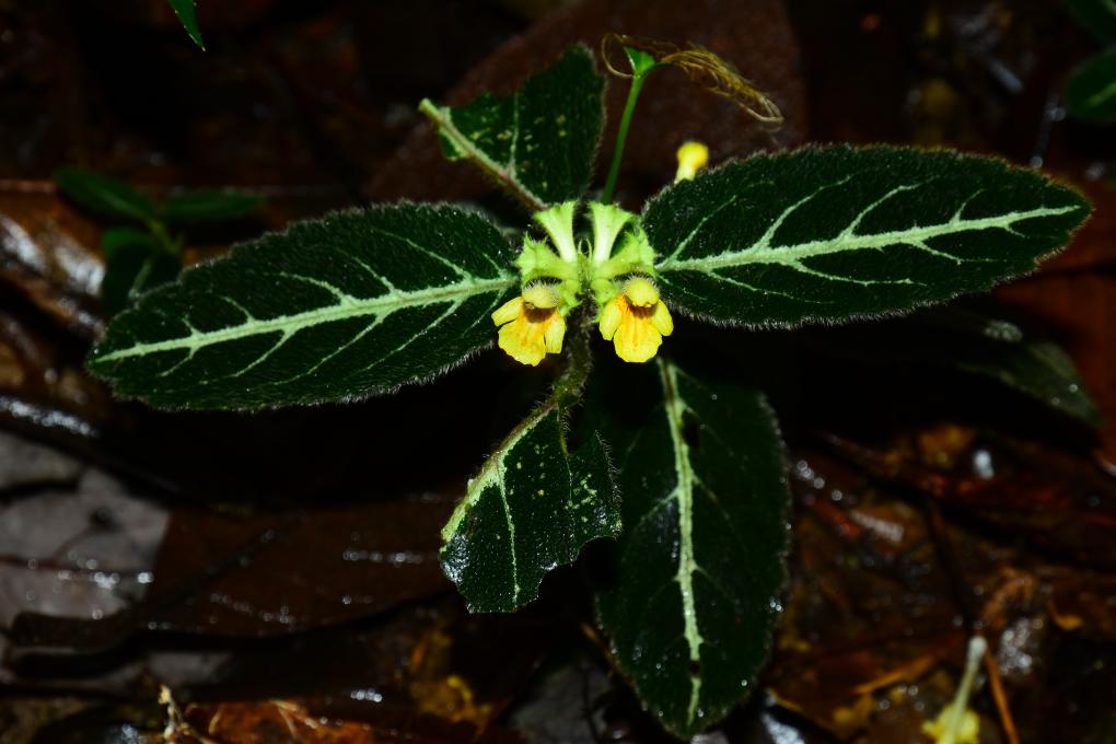 �҇��о��ˆT�l�F6�Nֲ������N