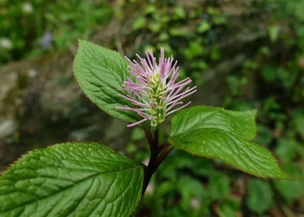 ��h�S��l�Fһ��ֲ���·N