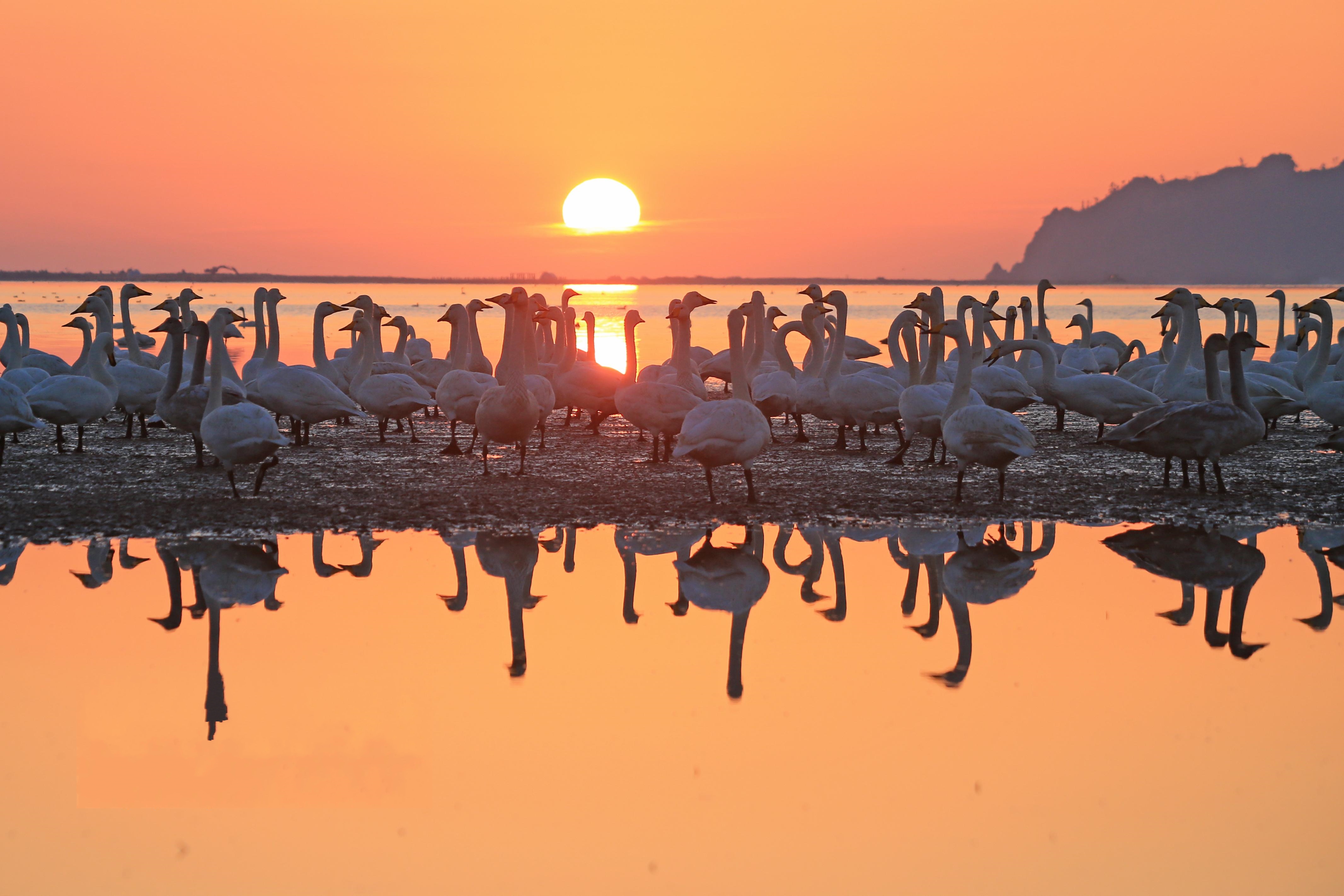 ��6000ֻ�����Z�w��ɽ�|�s�����Z��Խ��