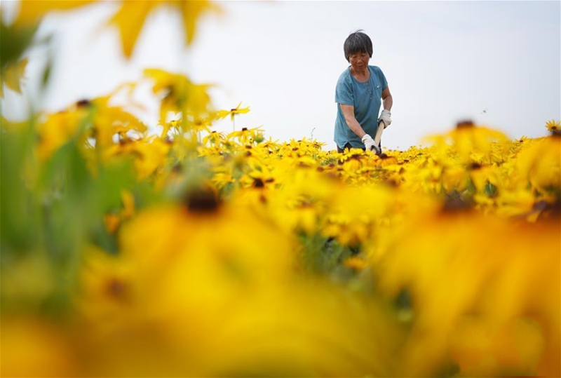 ��ˎ�ķNֲ�`�š�����������