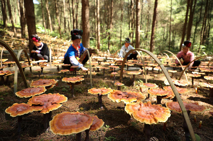 �F�ݣ�����`֥�����wȺ���͘I���պá���ؐ��