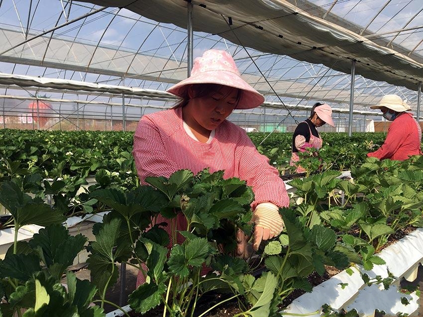 �����ɼң���ݮ�������ۮa(ch��n)�I(y��)�