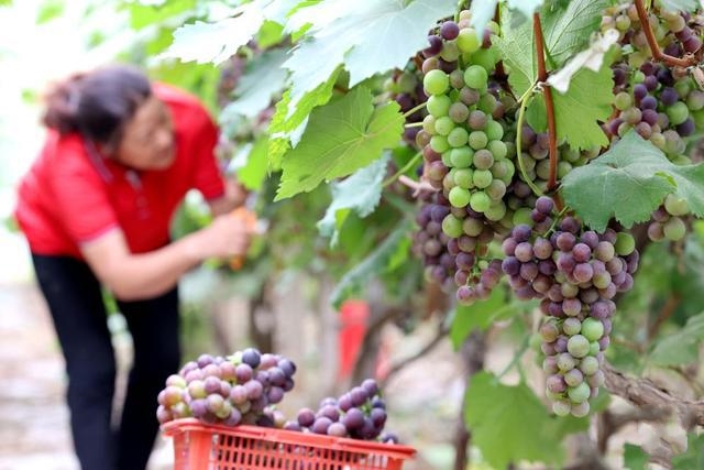 �����ræ���S��