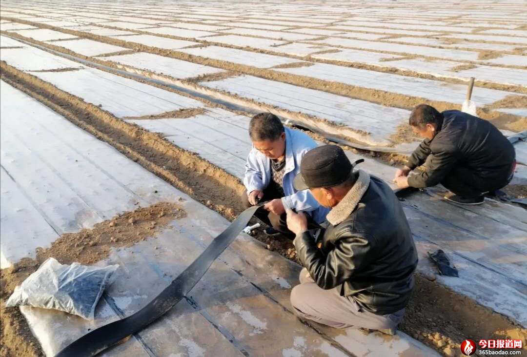 ɽ�|��Ͷ�r�I�����飬�䴺���������a�ɲ��`