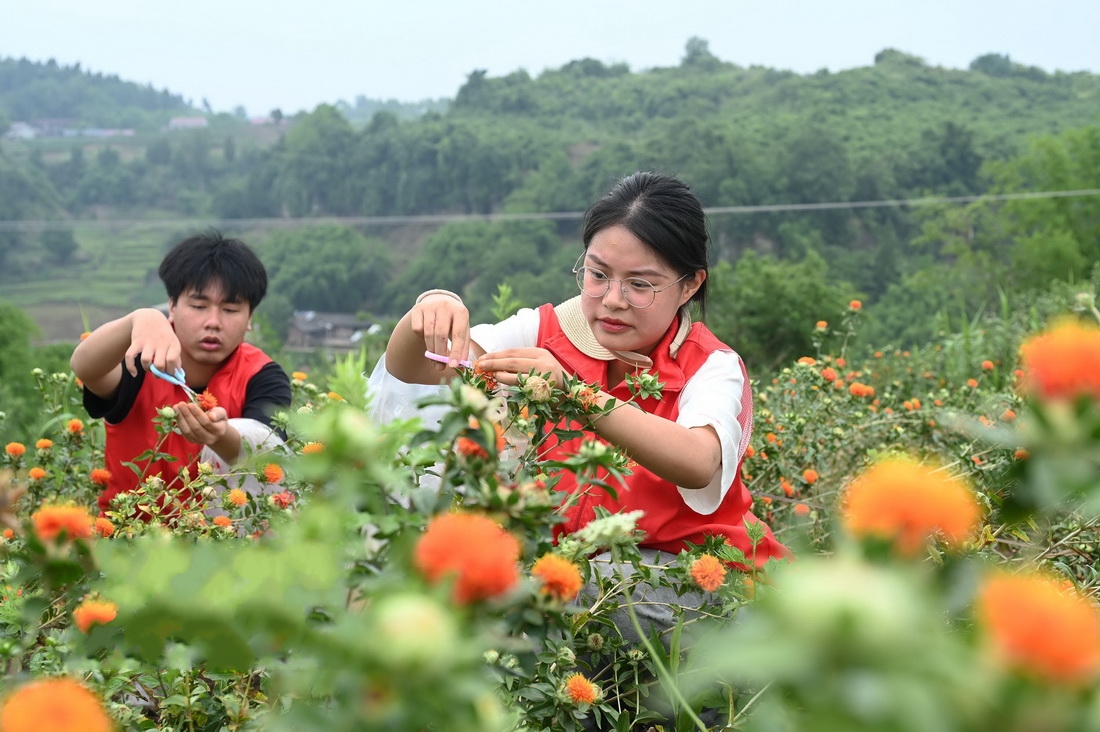 �Ĵ��Ƚ�����ɫ�Nֲ������