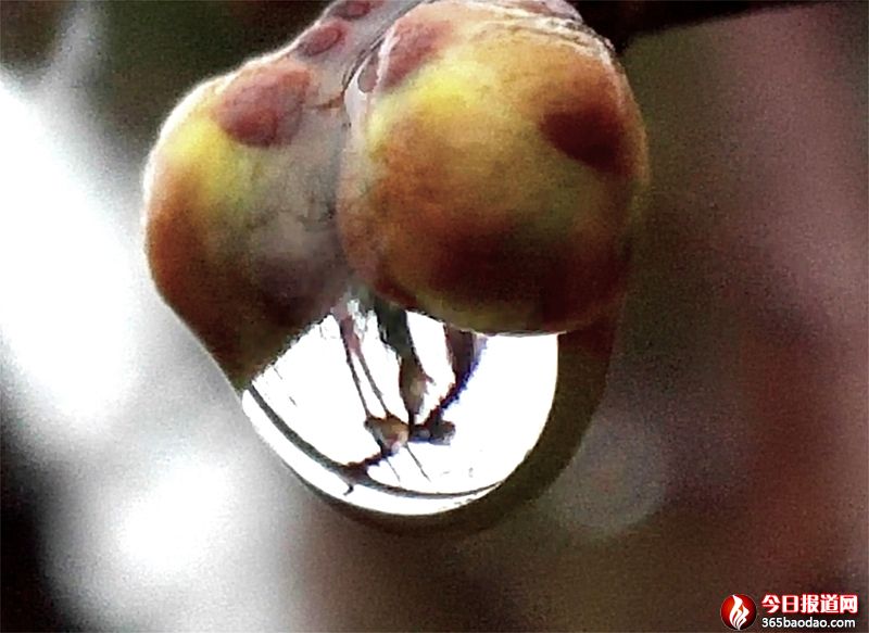  �����̝��D÷Ҋ����