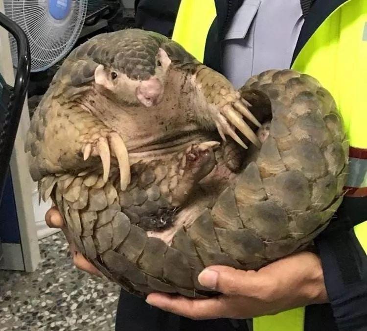 �п���Ҫ�ԡ���������һֻ���w��ɽ�ף�һ����(n��i)6���D�ֺ󱻶��ϲ�������