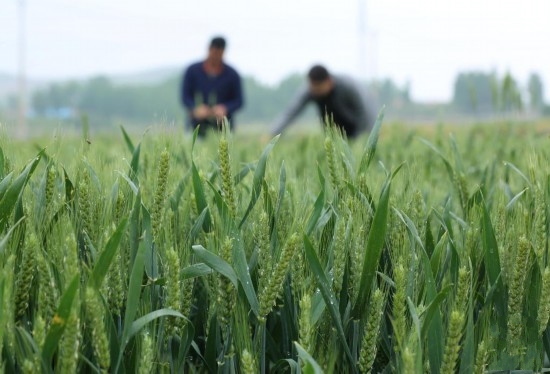 ���Č����r��æ